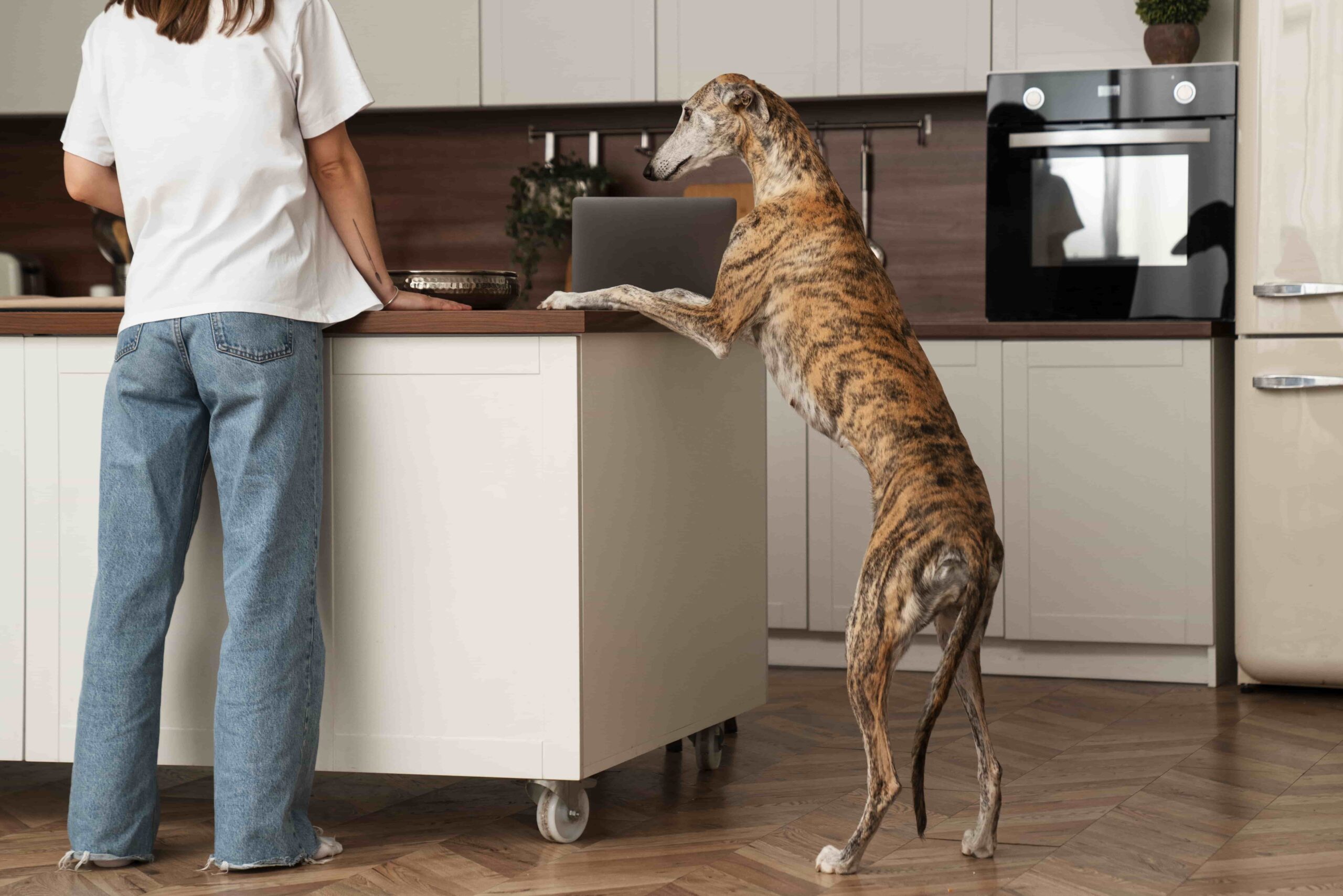 Lower Countertop Section - Pet-Friendly Kitchen